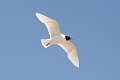 mediterranean gulls, gull-06